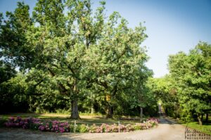 allee-arboree-domaine-beausoleil